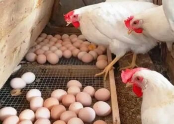 ارتفاع مفاجئ في أسعار الفراخ اليوم الأربعاء.. تعرف على سعر الكيلو للمستهلك وفي المزرعة