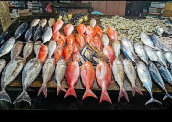 سعر السمك اليوم الجمعة 18 ديسمبر 2025 في سوق العبور .. جملة وتجزئة