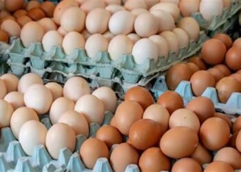 كرتونة البيض