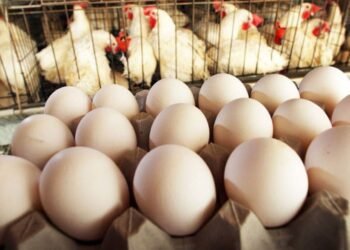 أسعار الدواجن والبيض اليوم الثلاثاء 9 ديسمبر 2025.. كل التفاصيل والمقارنات في الأسواق