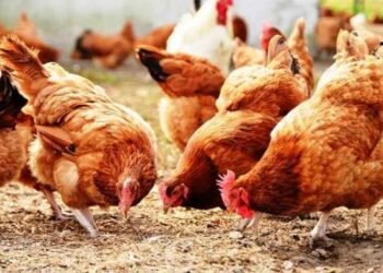 أسعار الفراخ والبط اليوم في الأسواق والمزارع (السبت 13 ديسمبر 2025)