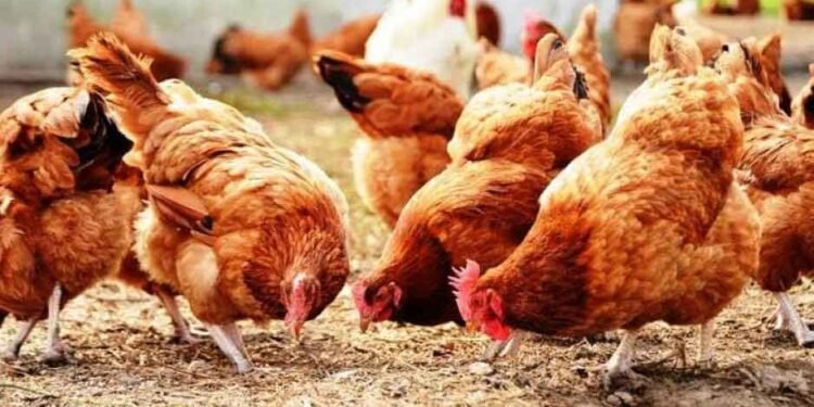 أسعار الفراخ والبط اليوم في الأسواق والمزارع (السبت 13 ديسمبر 2025)