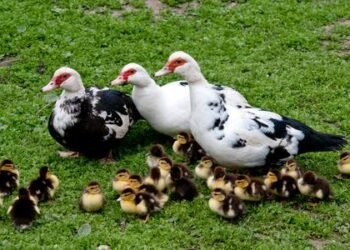 أسعار البط اليوم الاثنين 5 يناير 2026.. تحديث سعر المسكوفي والمولار والكتكوت