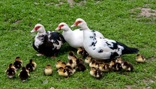 أسعار البط اليوم الاثنين 5 يناير 2026.. تحديث سعر المسكوفي والمولار والكتكوت