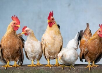 أسعار الدواجن اليوم السبت 10 يناير 2026 في الأسواق والمزارع.. سعر الفراخ البيضاء الآن