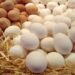 استقرار نسبي في أسعار البيض اليوم الأحد .. تفاصيل الأسعار حسب النوع