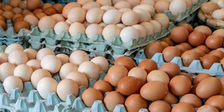 استقرار أسعار البيض اليوم في الأسواق المحلية.. الأحمر بـ135 جنيهًا للمستهلك