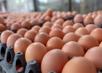 أسعار البيض اليوم الاثنين 19 يناير 2026