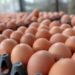 أسعار البيض اليوم الاثنين 19 يناير 2026