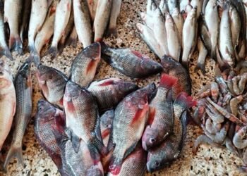 أسعار الأسماك والمأكولات البحرية..انخفاض الجمبري وارتفاع الكابوريا..فى سوق العبور اليوم الاربعاء 28/1/2026