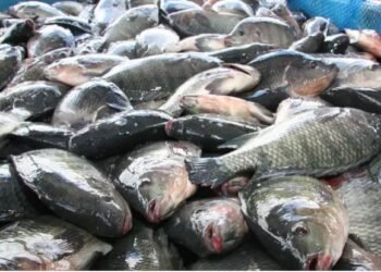 ارتفاع البلطي وتراجع الجمبري.. تباين أسعار الأسماك بسوق العبور اليوم الإثنين 26 يناير