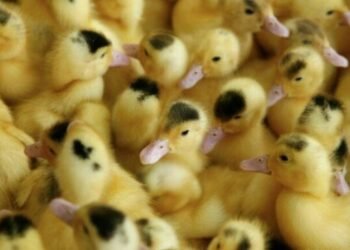 أسعار كتكوت البط اليوم الأربعاء 7 يناير 2026.. استقرار سعر المسكوفي والمولار