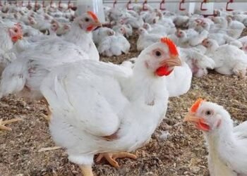 أسعار البيض اليوم الخميس 15 يناير 2026.. الفراخ تبدأ من 69 جنيها