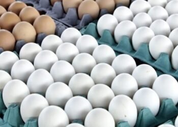 أسعار البيض ترتفع في مصر اليوم.. الأبيض يصل لـ135 جنيهًا والأحمر 140