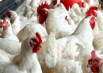 أسعار الدواجن في مصر اليوم الأحد 18 يناير 2026