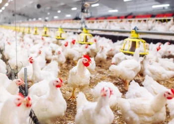 أسعار الدواجن في مصر اليوم السبت 24 يناير 2026