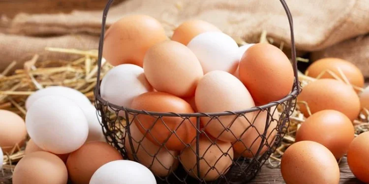 سعر البيض اليوم الأحد 22 فبراير في الأسواق المصرية.. استقرار ملحوظ والكرتونة تبدأ من 125 جنيهًا