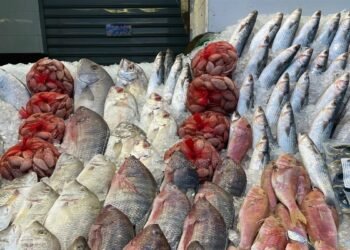 الجمبري يكسر حاجز الـ600 جنيه.. وأسعار السمك تشعل سوق العبور اليوم الأثنين 2/2