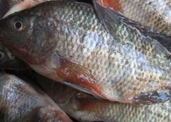 اعرف أسعار السمك اليوم الخميس 5 فبراير .. تراجع البلطي والكابوريا واستقرار أغلب الأصناف