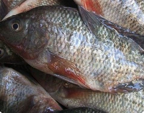 اعرف أسعار السمك اليوم الخميس 5 فبراير .. تراجع البلطي والكابوريا واستقرار أغلب الأصناف