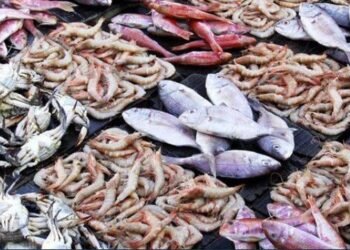 خريطة أسعار الأسماك اليوم الأحد 1 فبراير 2026.. البلطي مستقر والجمبري يضغط على السوق