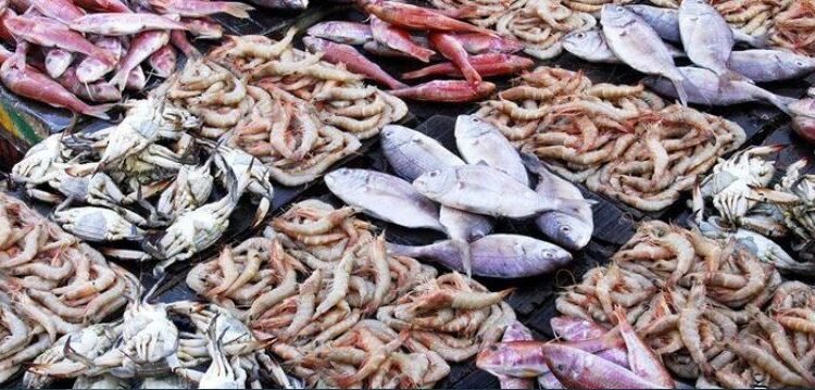 خريطة أسعار الأسماك اليوم الأحد 1 فبراير 2026.. البلطي مستقر والجمبري يضغط على السوق