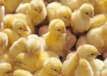 أسعار الكتاكيت في مصر اليوم