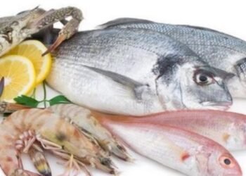 أسعار الأسماك اليوم في سوق العبور الثلاثاء 10 فبراير 2026.. ارتفاع البلطي وتراجع الكابوريا وتباين الجمبري