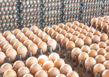 سعر كرتونة البيض اليوم الجمعة 27 فبراير 2026