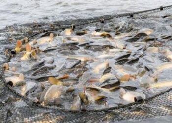 دليلك لنجاح مشروع الاستزراع السمكي في مصر.. 5 قواعد أساسية لتحقيق أرباح مضمونة