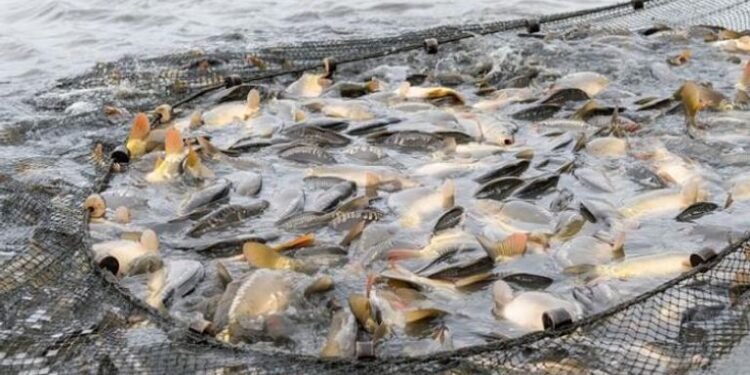 دليلك لنجاح مشروع الاستزراع السمكي في مصر.. 5 قواعد أساسية لتحقيق أرباح مضمونة