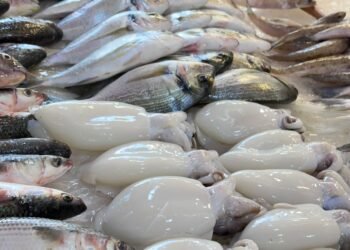 الاسماك والماكولات البحريه