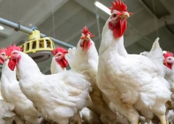 أسعار الدواجن اليوم الأربعاء 22-4-2026 بعد موجة ارتفاعات