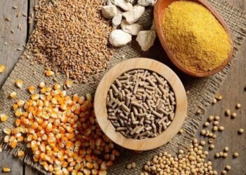 أسعار أعلاف الدواجن اليوم الأربعاء 29 أبريل 2026 في مصر