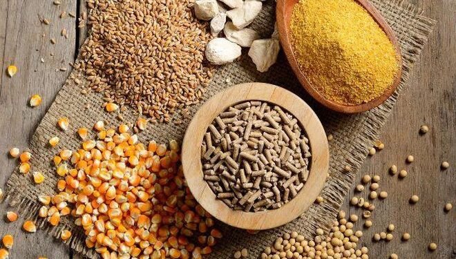 أسعار أعلاف الدواجن اليوم الأربعاء 29 أبريل 2026 في مصر