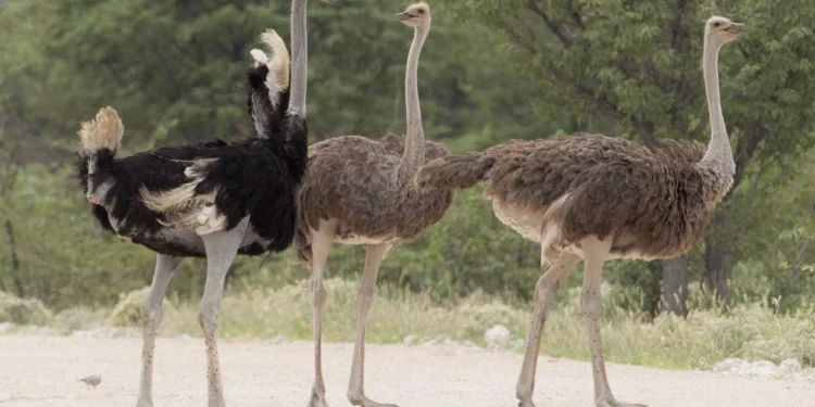 قفزة في أسعار النعام.. سوق ناشئ يجذب المستثمرين وعشاق اللحوم الفاخرة