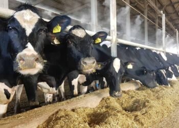 55 ألف جنيه أرباح شهريًا.. كيف تحوّل 20 عجلًا إلى مشروع استثماري ناجح