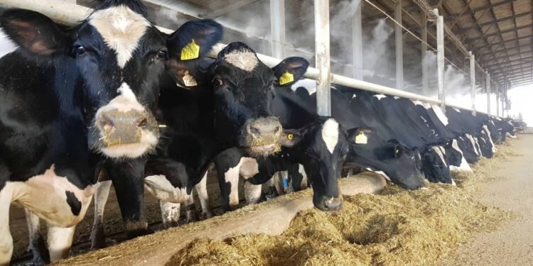 55 ألف جنيه أرباح شهريًا.. كيف تحوّل 20 عجلًا إلى مشروع استثماري ناجح