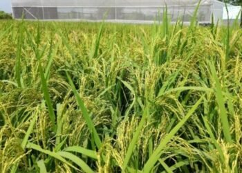 زراعة الأرز في مايو 2026.. أفضل الأصناف المعتمدة لزيادة الإنتاج وترشيد المياه