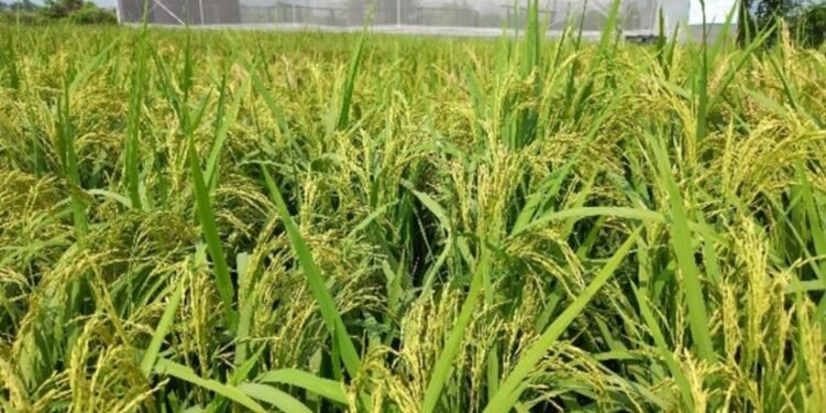 زراعة الأرز في مايو 2026.. أفضل الأصناف المعتمدة لزيادة الإنتاج وترشيد المياه