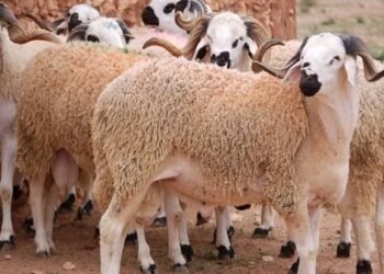 تقسيط صكوك الأضاحي في مصر 2026.. البنوك تقدم حلولًا بدون فوائد