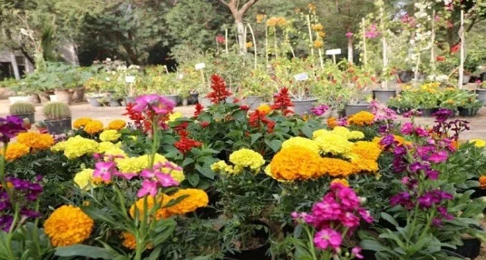 مواعيد معرض زهور الربيع 2026 وأسعار التذاكر وطرق الوصول