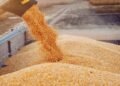 طفرة كبيرة فى الإنتاج.. معدل توريد القمح يتخطى 3.2 مليون طن حتى الآن