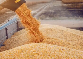 طفرة كبيرة فى الإنتاج.. معدل توريد القمح يتخطى 3.2 مليون طن حتى الآن