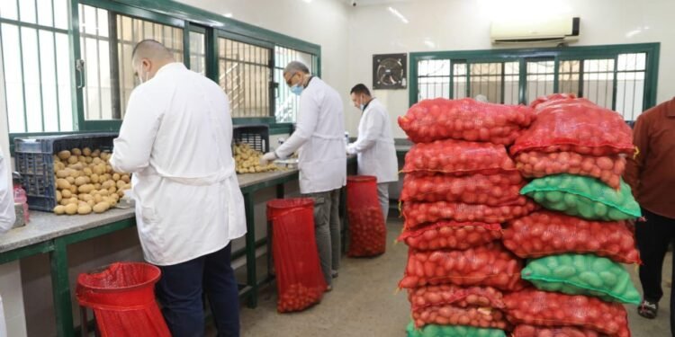 تصدير مليون طن.. البطاطس المصرية تغزو الأسواق العالمية