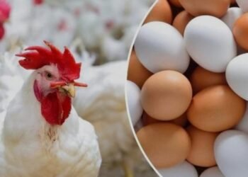 أسعار الدواجن والبيض اليوم