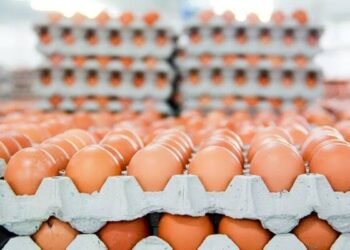 على رأسهم بيض المائدة.. فتح السوق العراقي أمام الصادرات المصرية
