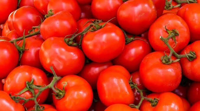 نقيب الفلاحين يحسم الجدل بشأن ارتفاع سعر الطماطم ويعلن انفراجة قريبة