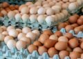 اسعار البيض