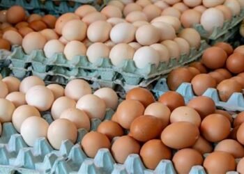 اسعار البيض